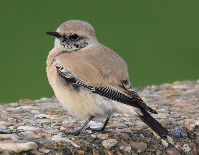 Desert Wheatear