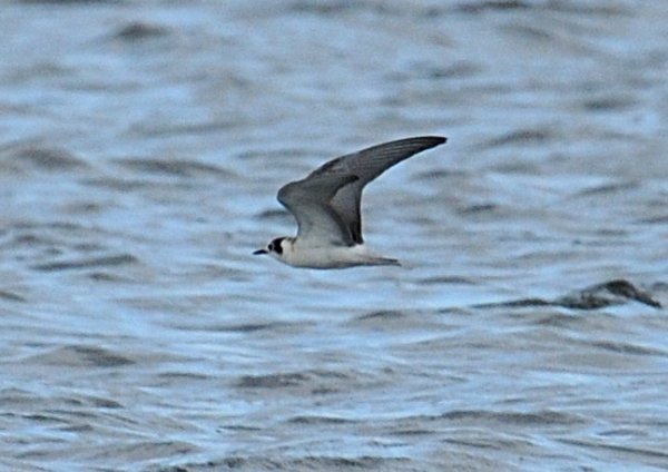 White-winged Black Tern