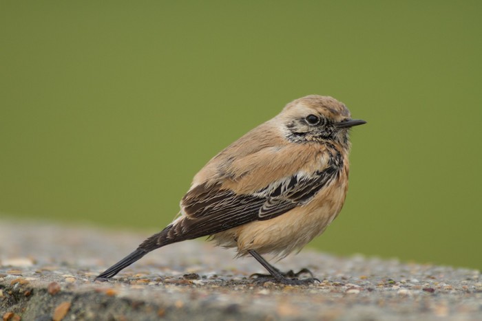 Desert Wheatear