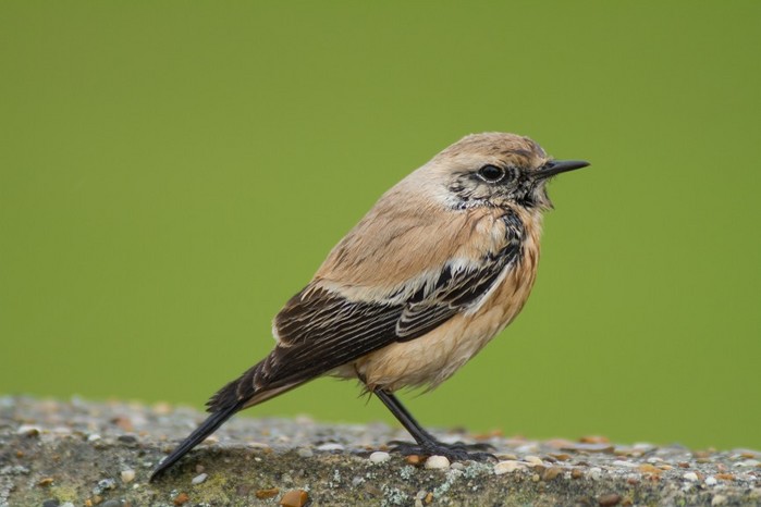 Desert Wheatear