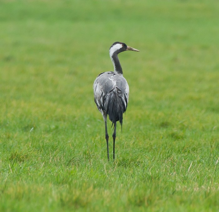 Common Crane