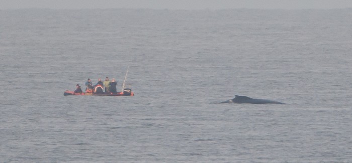 humpback whale