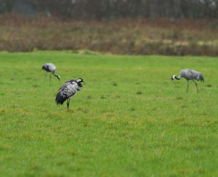 Common Crane