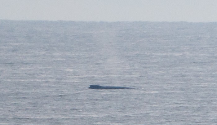 humpback whale