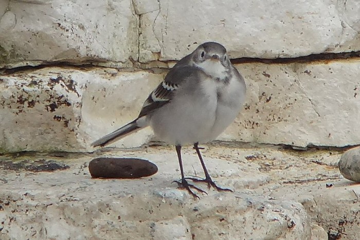 Citrine Wagtail