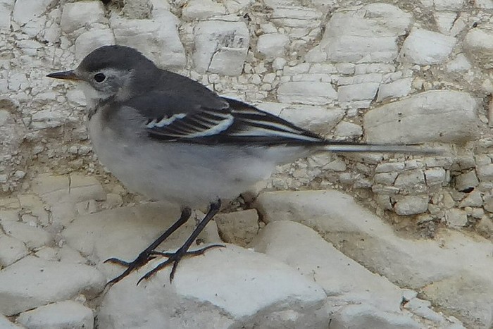 Citrine Wagtail