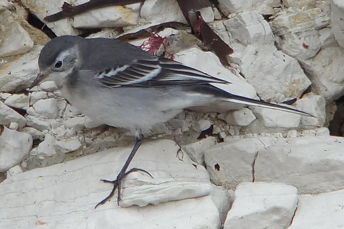 Citrine Wagtail