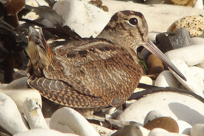 Woodcock