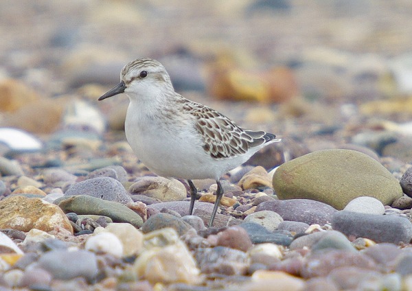Semipalmated Sandpiper