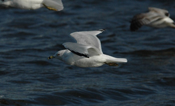 Ring-billed Gull
