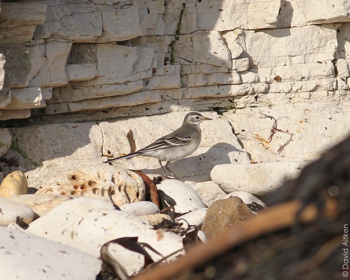 Citrine Wagtail