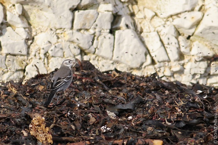 Citrine Wagtail