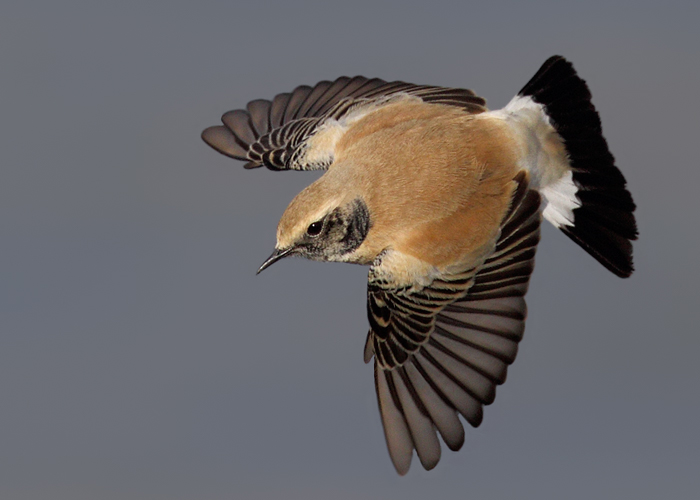 Desert Wheatear