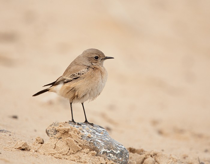 Desert Wheatear