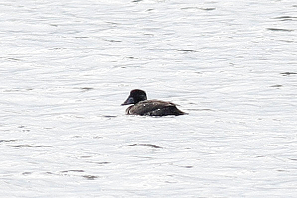 Surf Scoter