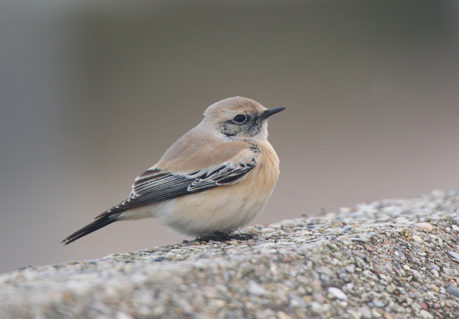 Desert Wheatear