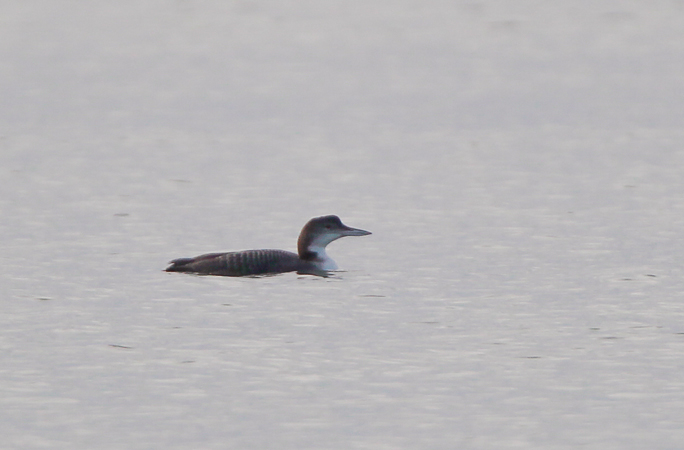Great Northern Diver