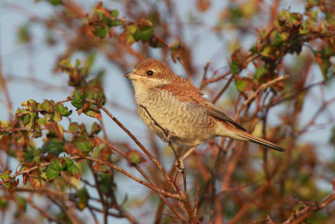 Red-backed Shrike
