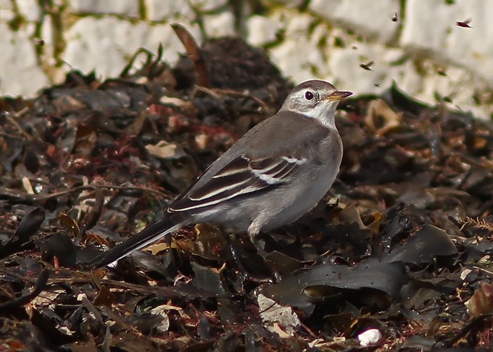 Citrine Wagtail