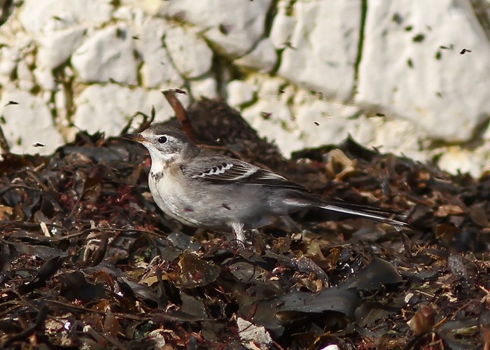 Citrine Wagtail