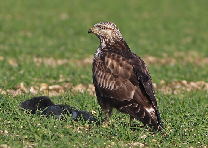 Rough-legged Buzzard