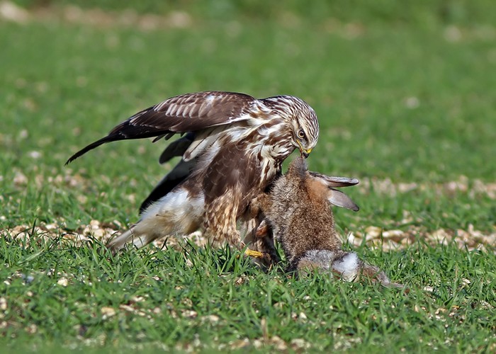 Rough-legged Buzzard
