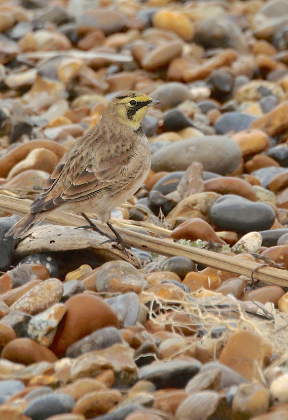 Shorelark