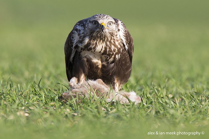 Rough-legged Buzzard