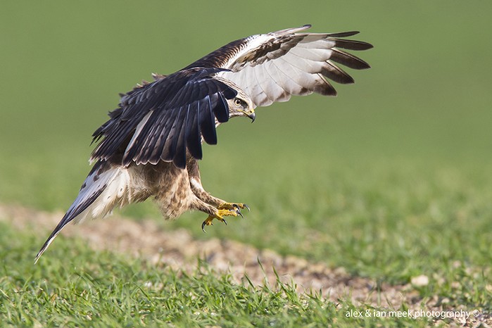 Rough-legged Buzzard