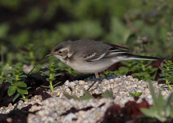 Citrine Wagtail