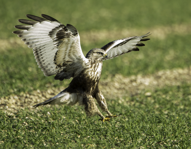 Rough-legged Buzzard