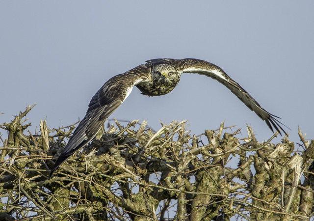 Rough-legged Buzzard