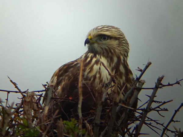 Rough-legged Buzzard