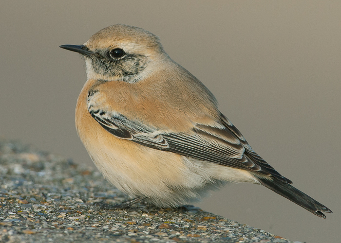 Desert Wheatear