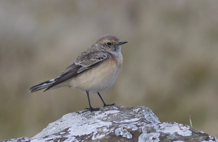 Pied Wheatear