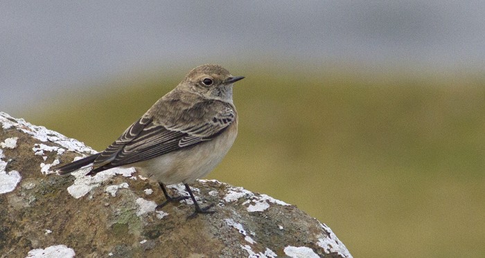 Pied Wheatear