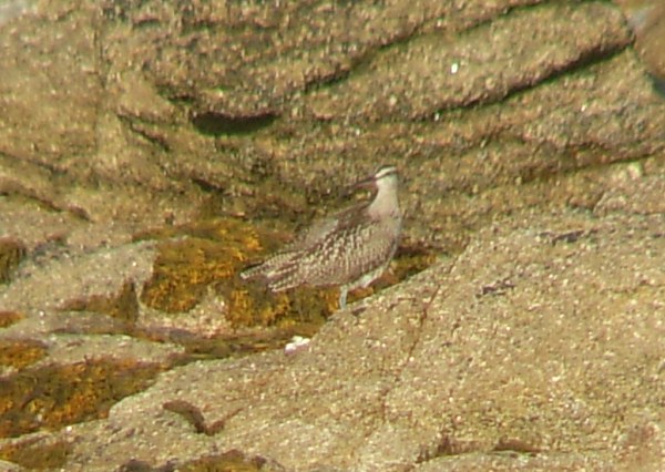 Hudsonian Whimbrel