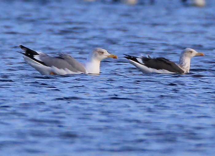 Scandinavian Herring Gull