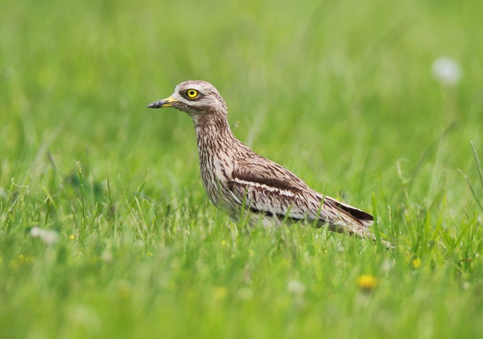 Stone Curlew