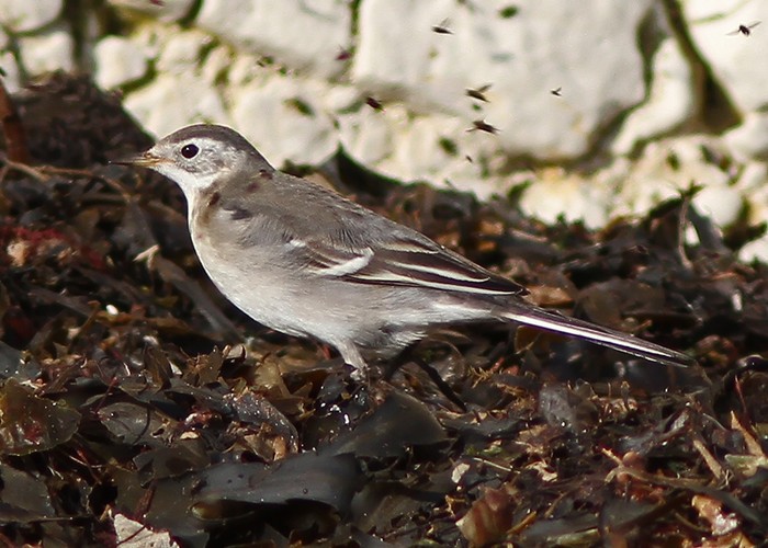 Citrine Wagtail