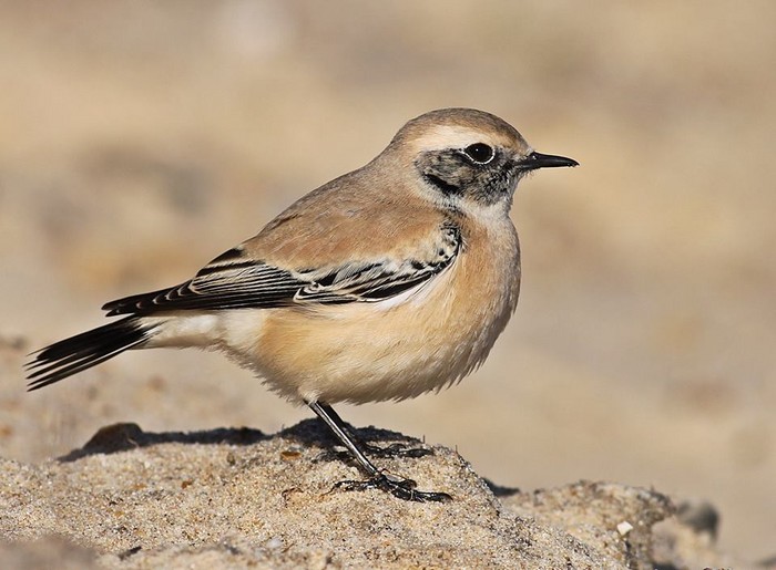 Desert Wheatear
