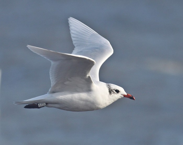 Mediterranean Gull