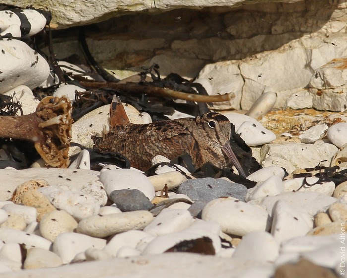 Woodcock