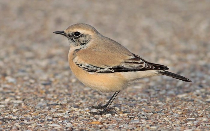 Desert Wheatear
