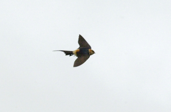 Red-rumped Swallow