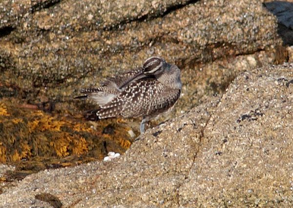 Hudsonian Whimbrel