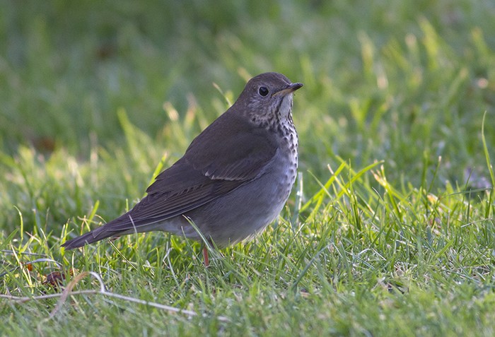 Grey-cheeked Thrush