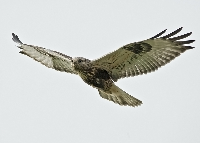 Rough-legged Buzzard