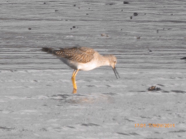 Lesser Yellowlegs