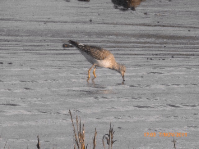 Lesser Yellowlegs